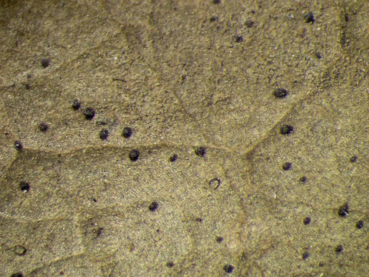 Представитель Семейства Microtheliopsidaceae